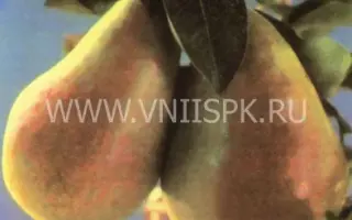 Бере ранняя Мореттини (Бере Прекос Мореттини)