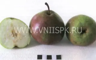 Бере русская