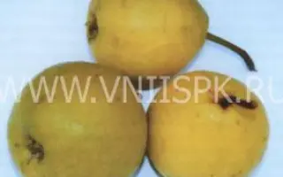 Бережёная (Бере жёлтая улучшенная, Бере жёлтая)