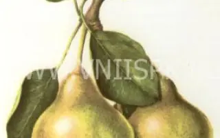 Бессемянка