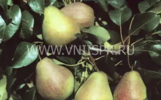 Велеса (Дочь Отличной)