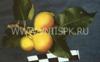 Веселинка (Новинка)