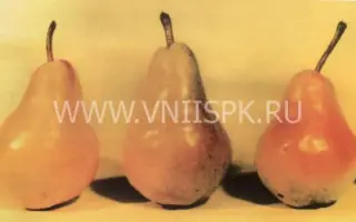 Вильямс (Дюшес летний, Бон-Кретьен Вильямс, Бартлетт, Вильямс летний)