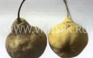 Волжская осенняя