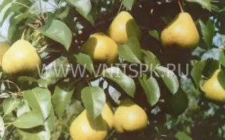 Волшебница