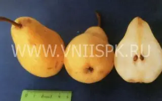 Дальневосточница