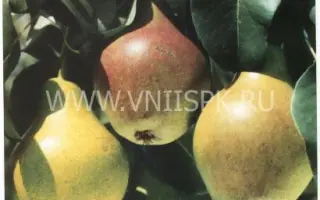 Дебютантка