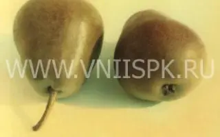 Декабринка