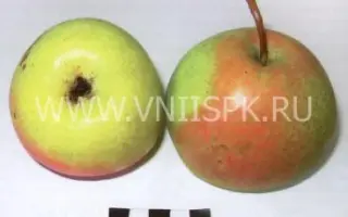 Десертная россошанская