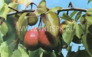 Долгожданная (Элегия)