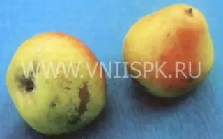 Дубовская ранняя