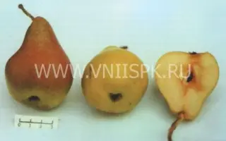 Дуля астраханская