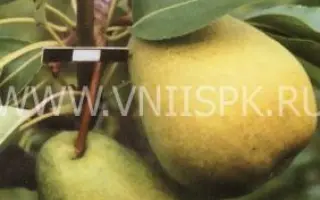 Есенинская