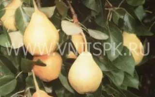 Заречная (Компактная)