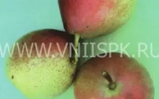 Зимняя кубаревидная