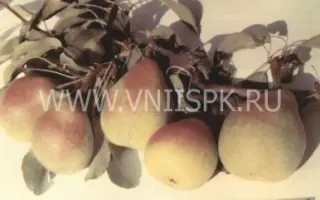 Кабардинка