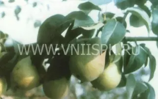 Кафедральная