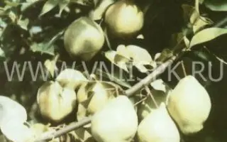 Киффер (Сеянец Киффера)