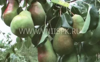 Красавица Черненко (Русская красавица)