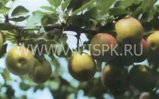 Краснобокая