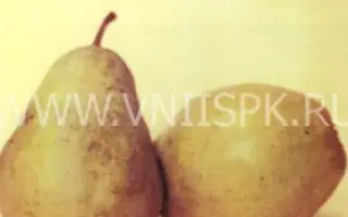 Кубанская поздняя