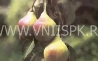 Кубанская сочная