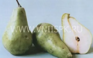 Кюре (Вильямс зимний)