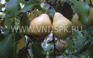 Лада амурская (Лада, Дедова)