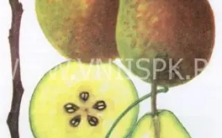 Лесная красавица (Александрина, Мари-Луиз)