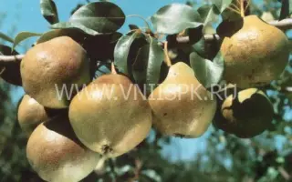 Любимица Яковлева