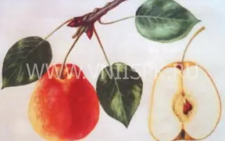 Маляевская поздняя