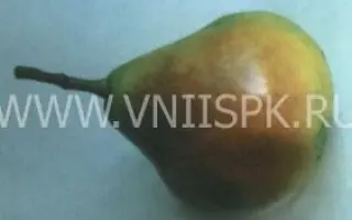 Мелитопольская сочная