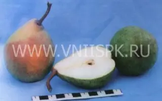 Нальчикская Костыка (Нальчикская осенняя)