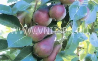 Нарядная Ефимова