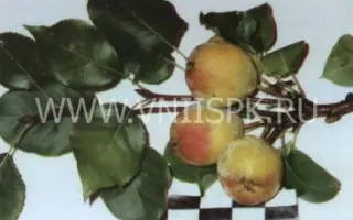 Невеличка (Дюймовочка)