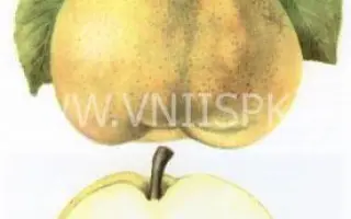 Оливье де Серр