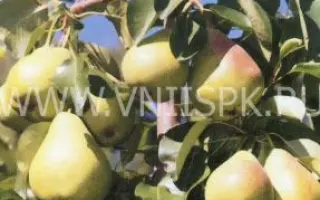 Орловская красавица