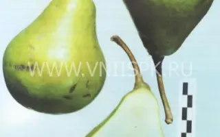 Орловская летняя