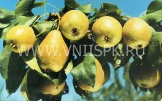 Осенняя мечта