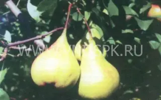 Основянская