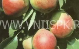 Отрадненская