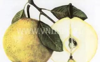 Пасс-Крассан