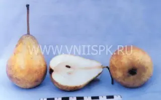 Рекордистка