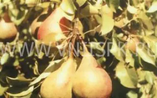 Россошанская ранняя