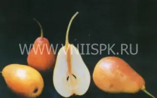 Румяная Беркут