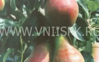 Румяная Кедрина