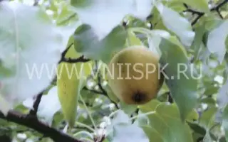 Русаковская (Рус.-1, Русаковская лимонка, Русаковская ранняя)