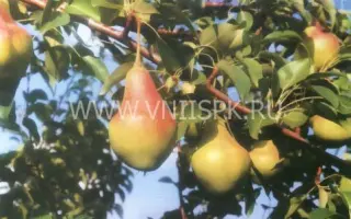 Самарская красавица