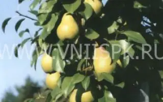 Свердловчанка