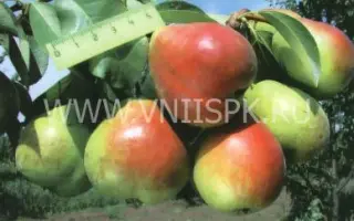 Северянка краснощекая